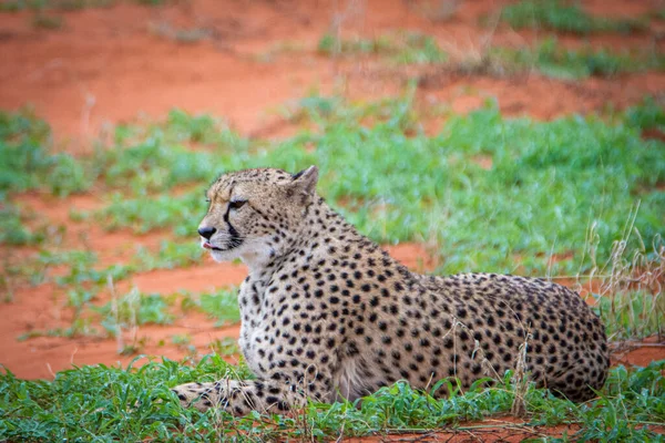 Gepard Acinonyx Jubatus Środowisku Naturalnym Pustyni Kalahari Namibii — Zdjęcie stockowe