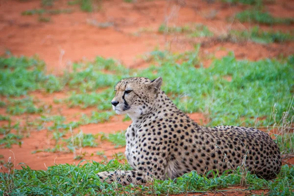 Cheetah Acinonyx Jubatus Habitat Natural Deserto Kalahari Namíbia — Fotografia de Stock