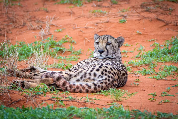 Cheetah Acinonyx Jubatus Habitat Natural Deserto Kalahari Namíbia — Fotografia de Stock