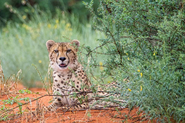 Cheetah Acinonyx Jubatus Naturlig Miljö Kalahari Öknen Namibia — Stockfoto