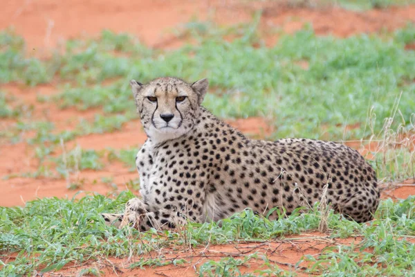 Gepárd Acinonyx Jubatus Namíbiai Kalahári Sivatag Természetes Élőhelyén — Stock Fotó