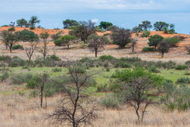Beautiful landscape in Kalahari desert, Namibia