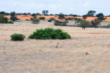 Beautiful landscape in Kalahari desert, Namibia