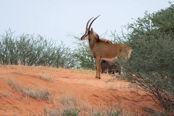 Sable Antelope Orange Dune Kalahari Desert Namibia — Zdjęcie stockowe