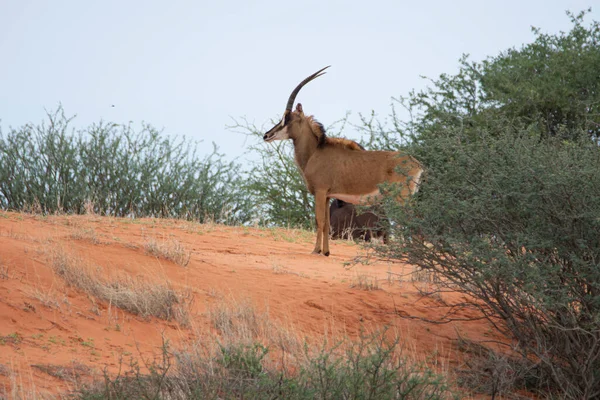 Sable Antelope Orange Dune Kalahari Desert Namibia — Zdjęcie stockowe