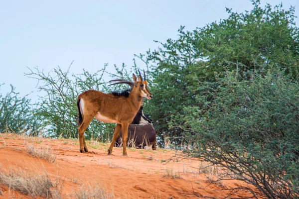 Sable Antelope Orange Dune Kalahari Desert Namibia — Stock Photo, Image