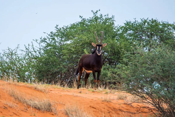 Соболь Антилопа Оранжевой Дюне Пустыне Калахари Намибии — стоковое фото