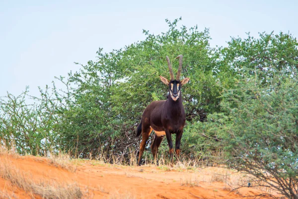 Sable Antelope Orange Dune Kalahari Desert Namibia — Zdjęcie stockowe