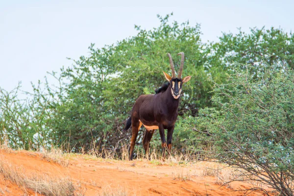 Sable Antelope Orange Dune Kalahari Desert Namibia — Zdjęcie stockowe