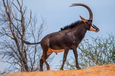 Sable antelope on orange dune in Kalahari desert in Namibia