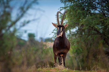 Sable antelope on orange dune in Kalahari desert in Namibia