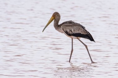 Yellow-billed stork hunting in water in Kalahari desert.