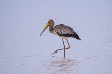 Yellow-billed stork hunting in water in Kalahari desert.