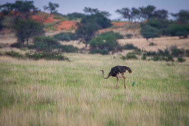 The ostrich or common ostrich, Struthio camelus, in Namibia desert.