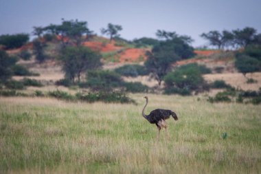 The ostrich or common ostrich, Struthio camelus, in Namibia desert.