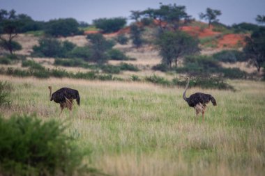 The ostrich or common ostrich, Struthio camelus, in Namibia desert.