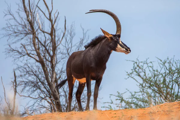 Sable Antelope Orange Dune Kalahari Desert Namibia — 스톡 사진