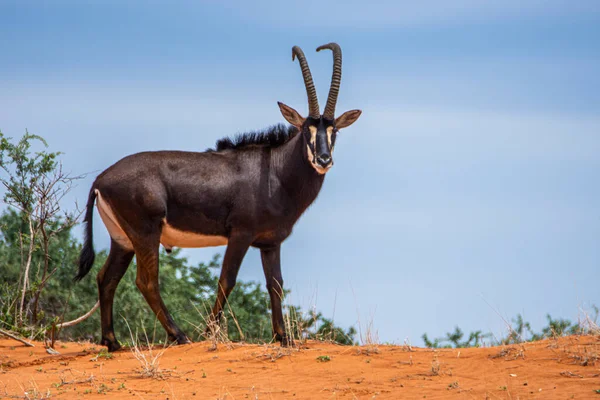 Sable Antelope Orange Dune Kalahari Desert Namibia — Stock Photo, Image