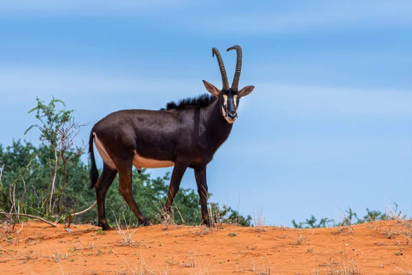 Sable Antelope Orange Dune Kalahari Desert Namibia — Stock Photo, Image