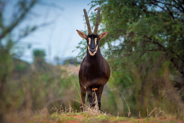 Sable Antelope Orange Dune Kalahari Desert Namibia — Zdjęcie stockowe