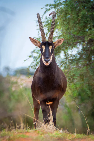 Sable Antelope Orange Dune Kalahari Desert Namibia — Zdjęcie stockowe