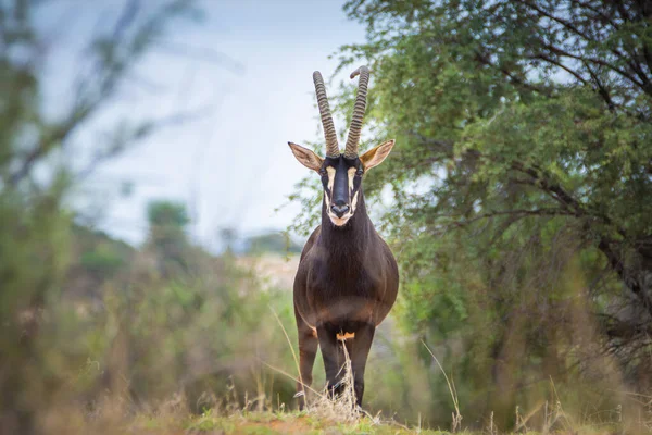 Sable Antelope Orange Dune Kalahari Desert Namibia — Zdjęcie stockowe