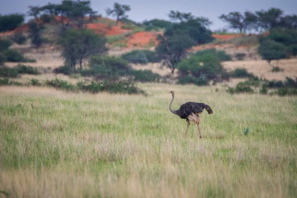 The ostrich or common ostrich, Struthio camelus, in Namibia desert.
