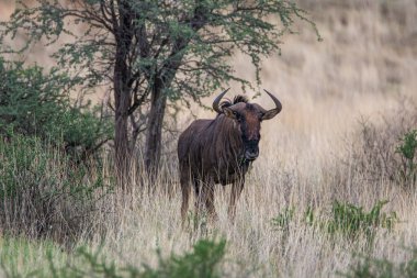Blue wildebeest, Connochaetes taurinus, in Kalahari desert, Namibia.