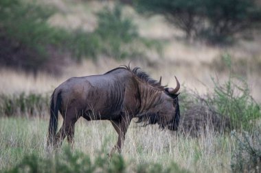 Blue wildebeest, Connochaetes taurinus, in Kalahari desert, Namibia.
