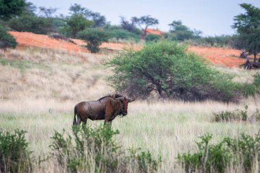 Blue wildebeest, Connochaetes taurinus, in Kalahari desert, Namibia.