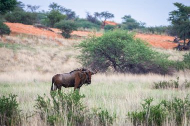 Blue wildebeest, Connochaetes taurinus, in Kalahari desert, Namibia.