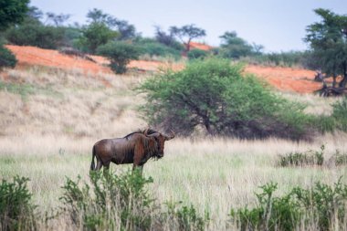 Blue wildebeest, Connochaetes taurinus, in Kalahari desert, Namibia.