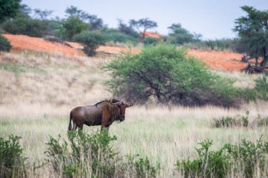 Blue wildebeest, Connochaetes taurinus, in Kalahari desert, Namibia.