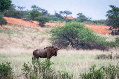 Blue wildebeest, Connochaetes taurinus, in Kalahari desert, Namibia.
