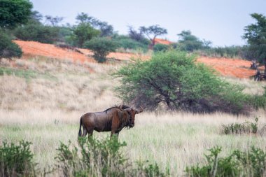 Blue wildebeest, Connochaetes taurinus, in Kalahari desert, Namibia.
