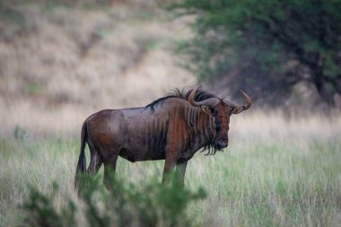 Blue wildebeest, Connochaetes taurinus, in Kalahari desert, Namibia.