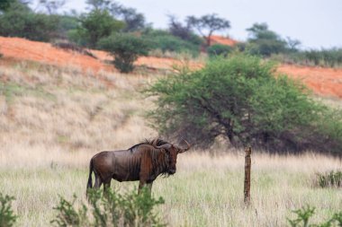 Blue wildebeest, Connochaetes taurinus, in Kalahari desert, Namibia.