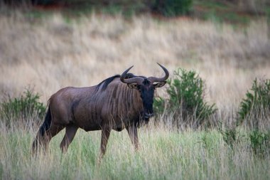 Blue wildebeest, Connochaetes taurinus, in Kalahari desert, Namibia.