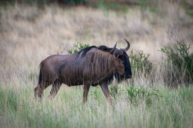 Blue wildebeest, Connochaetes taurinus, in Kalahari desert, Namibia.