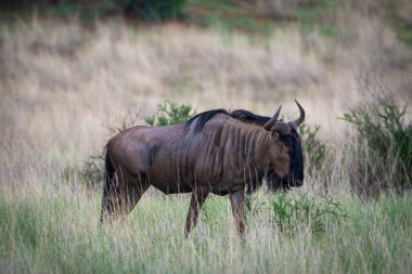 Blue wildebeest, Connochaetes taurinus, in Kalahari desert, Namibia.