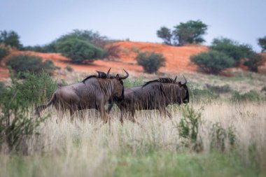 Blue wildebeest, Connochaetes taurinus, in Kalahari desert, Namibia.