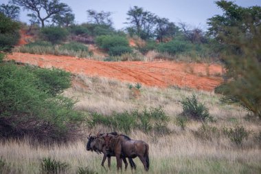 Blue wildebeest, Connochaetes taurinus, in Kalahari desert, Namibia.