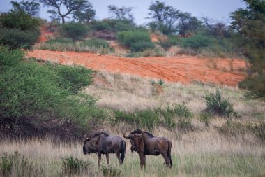 Blue wildebeest, Connochaetes taurinus, in Kalahari desert, Namibia.