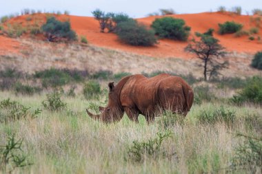 White rhinoceros, Ceratotherium simum, in Kalahari desert, Namibia.