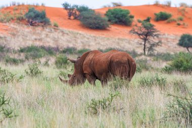 White rhinoceros, Ceratotherium simum, in Kalahari desert, Namibia.