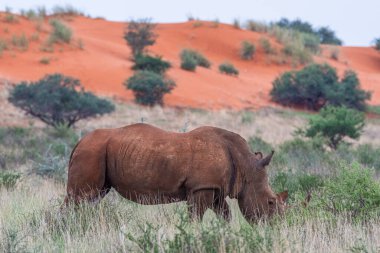 White rhinoceros, Ceratotherium simum, in Kalahari desert, Namibia. clipart