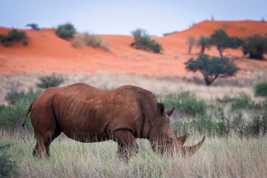 White rhinoceros, Ceratotherium simum, in Kalahari desert, Namibia.