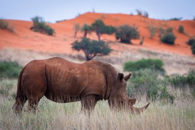 White rhinoceros, Ceratotherium simum, in Kalahari desert, Namibia.