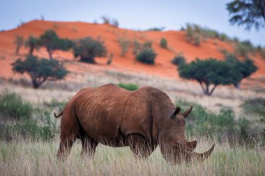 White rhinoceros, Ceratotherium simum, in Kalahari desert, Namibia.
