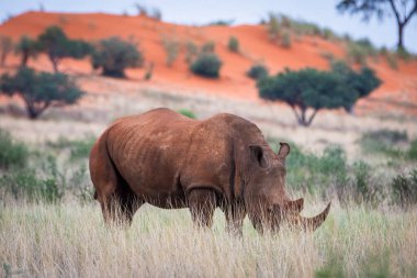 White rhinoceros, Ceratotherium simum, in Kalahari desert, Namibia.